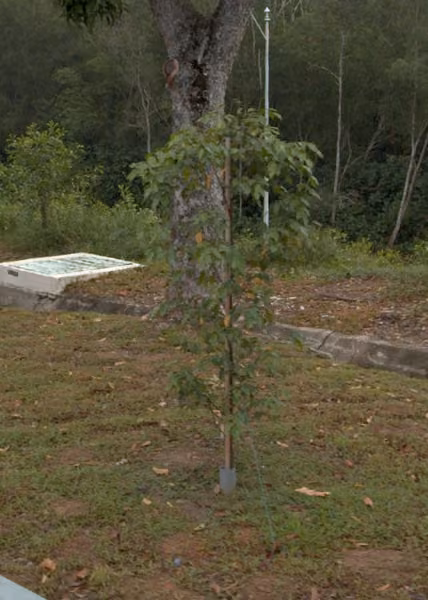 tree photo