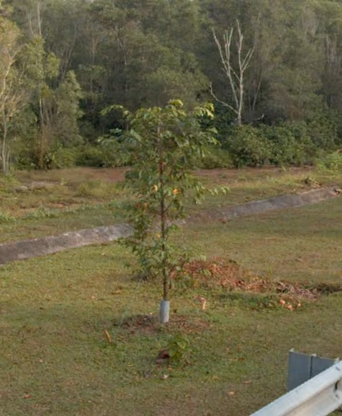 tree photo