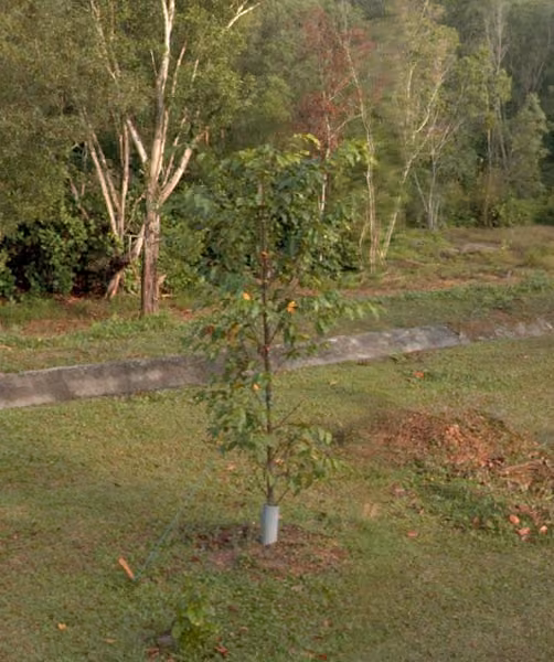 tree photo