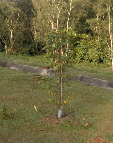 tree photo