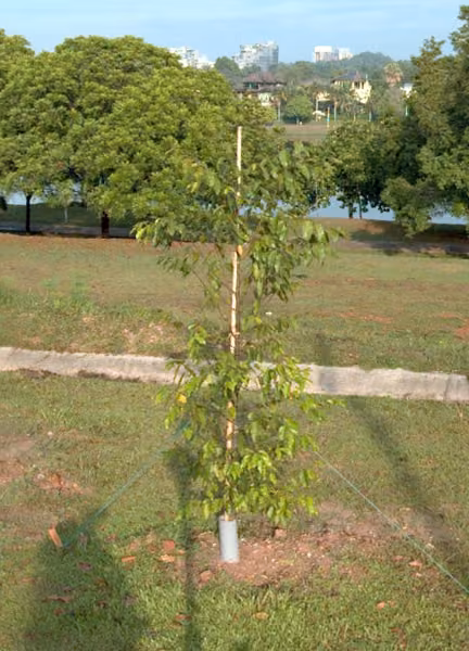 tree photo