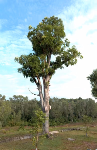 tree photo