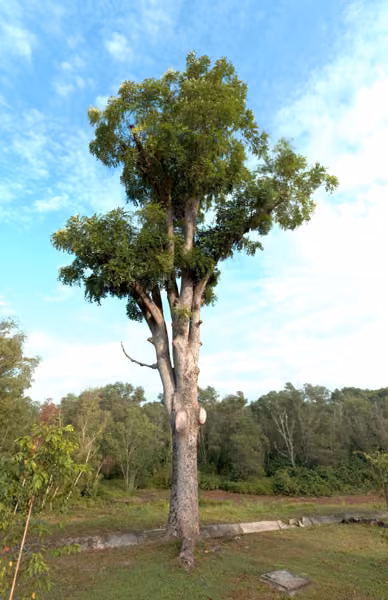 tree photo