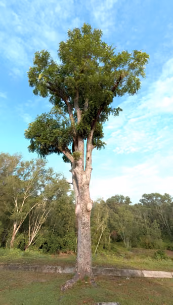 tree photo