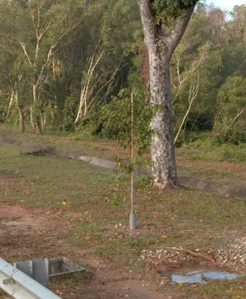 tree photo
