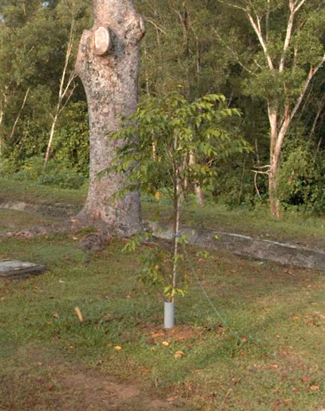 tree photo