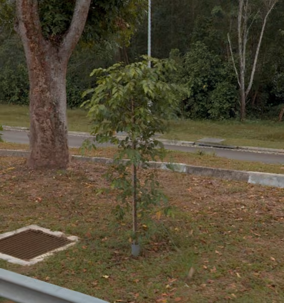 tree photo