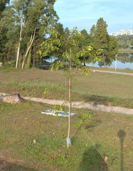 tree photo