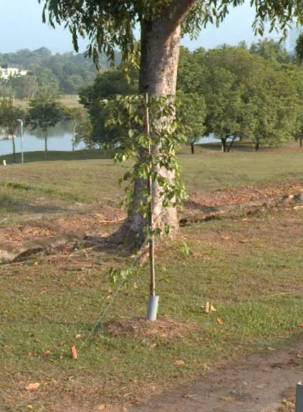 tree photo