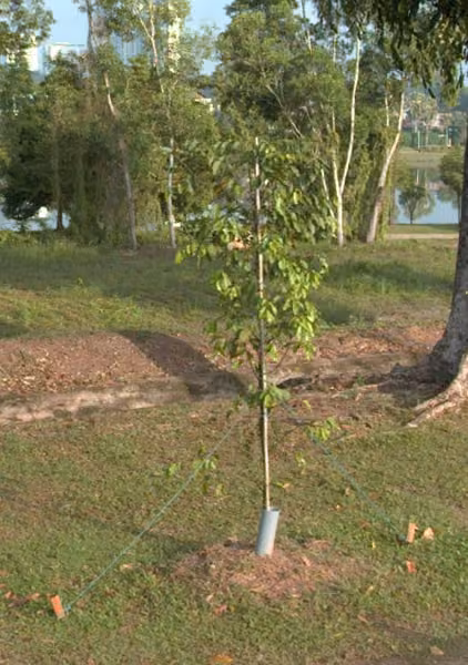 tree photo