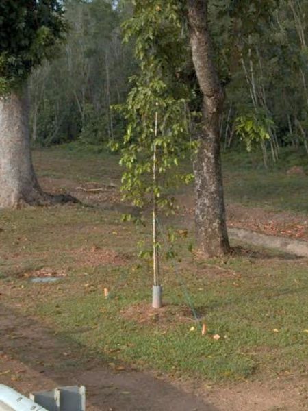 tree photo