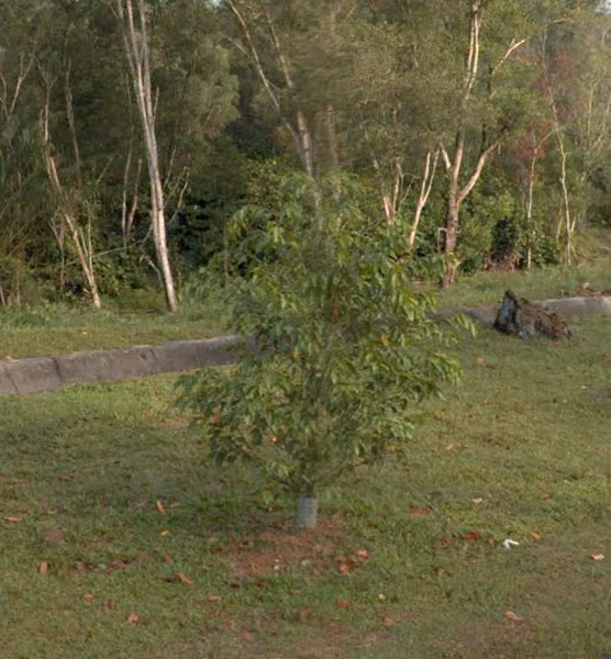 tree photo
