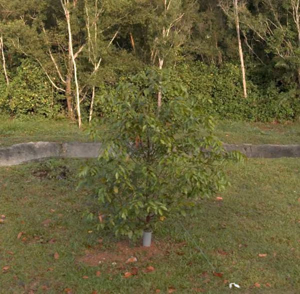 tree photo