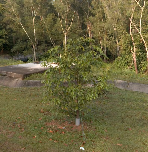 tree photo