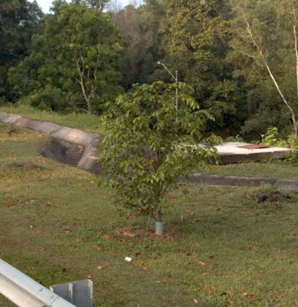 tree photo