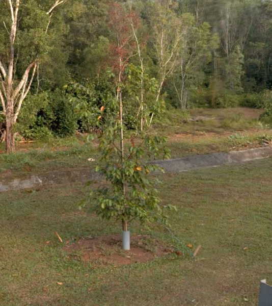 tree photo