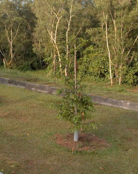 tree photo