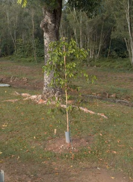 tree photo
