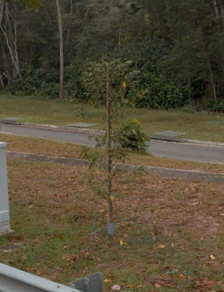 tree photo