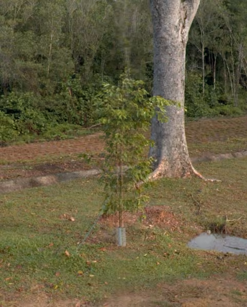 tree photo