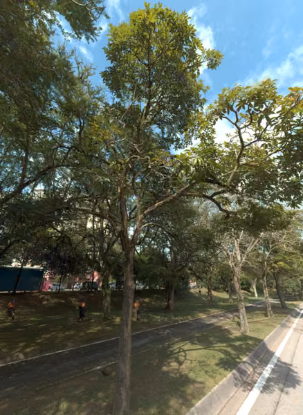 tree photo