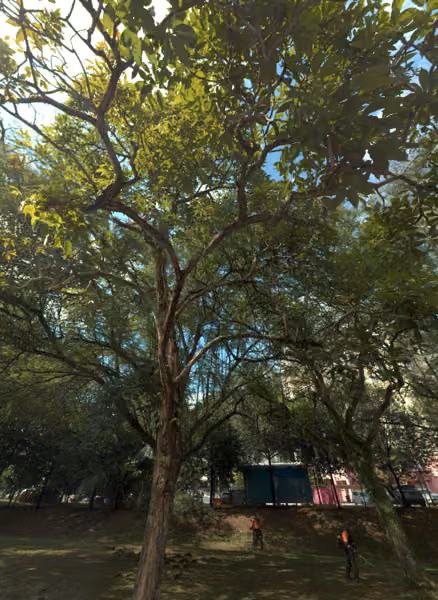 tree photo