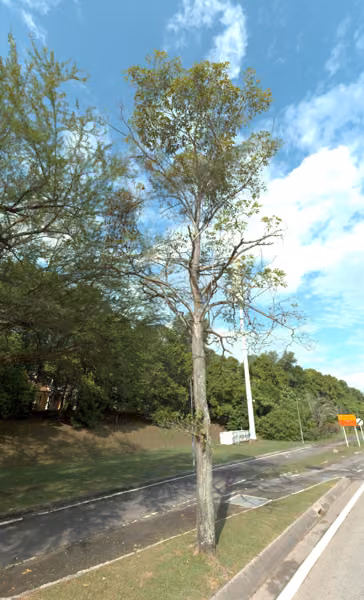 tree photo