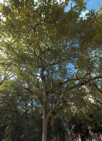tree photo