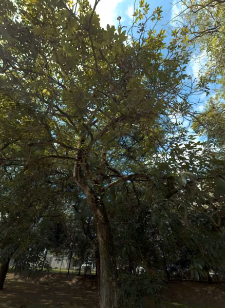 tree photo