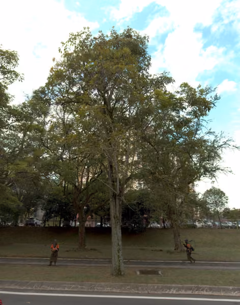 tree photo