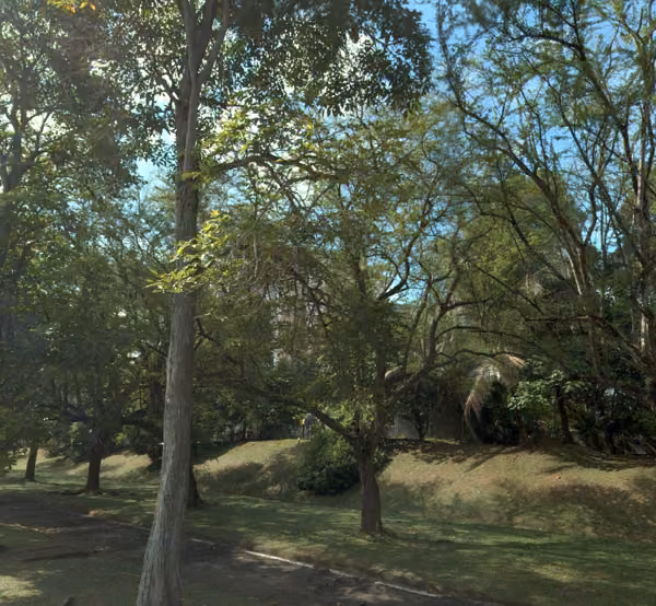 tree photo