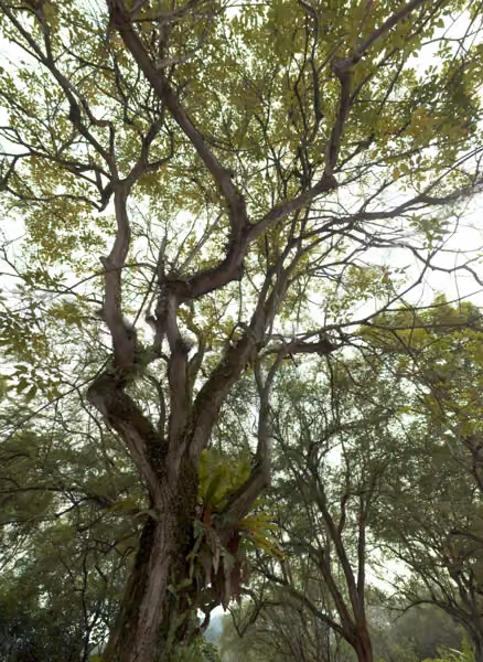 tree photo