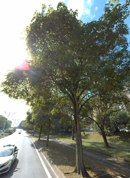tree photo