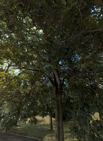 tree photo