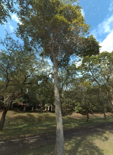 tree photo
