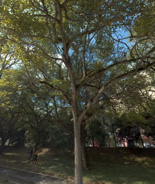 tree photo