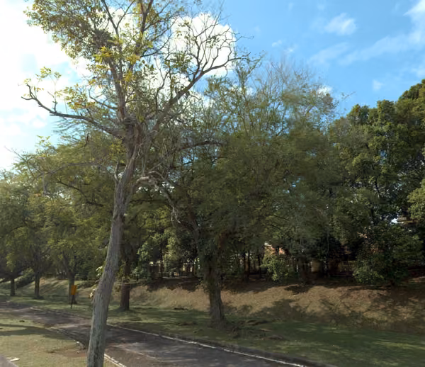 tree photo