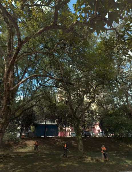 tree photo