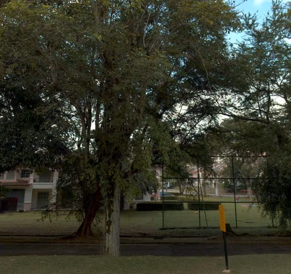 tree photo