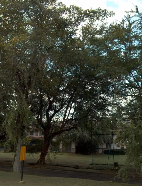 tree photo