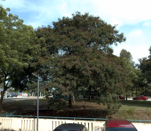 tree photo