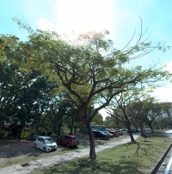 tree photo