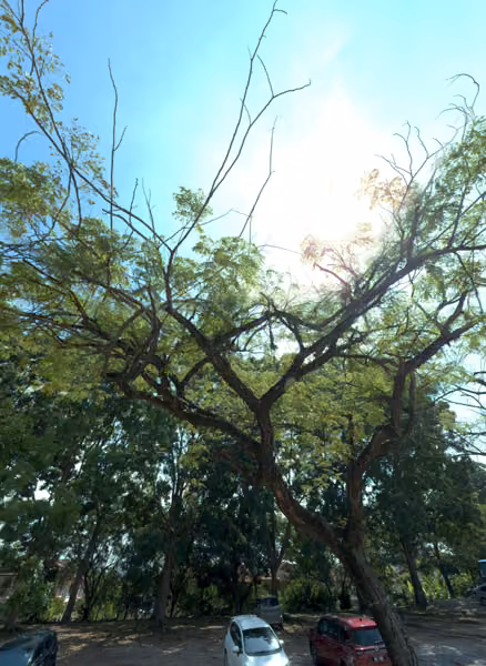 tree photo