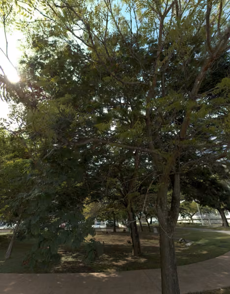 tree photo