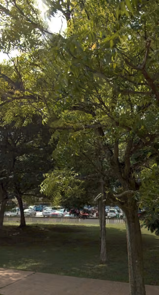 tree photo