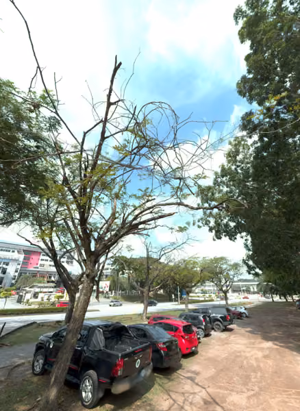 tree photo