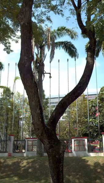 tree photo