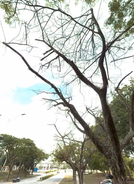 tree photo