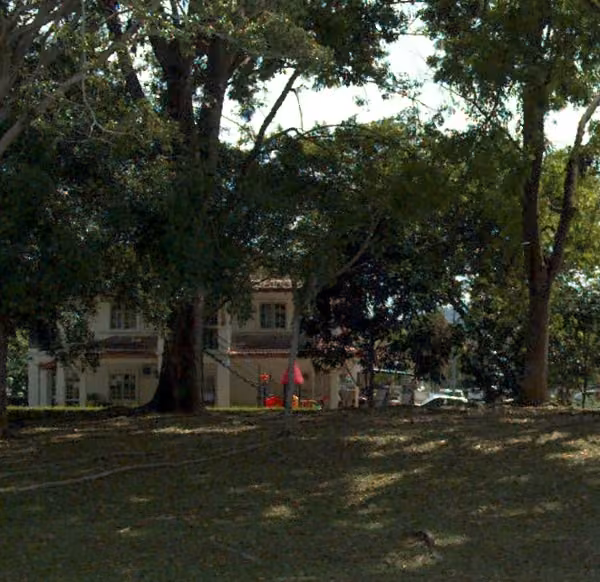 tree photo