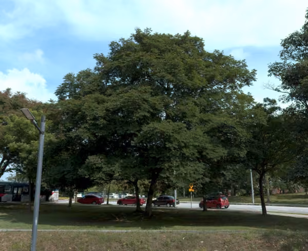 tree photo